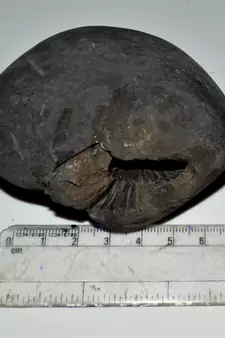 Nepal Gandaki River Original Shaligram Shila Idol Shri Vishnu For Tulsi Puja Stone Fossil In Size (Max: 7 CM) ID-231