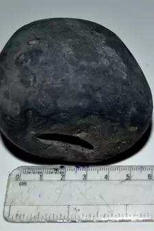 Nepal Gandaki River Original Shaligram Shila Idol Shri Vishnu For Tulsi Puja Stone Fossil In Size (Max: 7 CM) ID-232