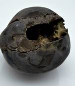 Nepal Gandaki River Original Shaligram Shila Idol Shri Vishnu For Tulsi Puja Stone Fossil In Size (Max: 7 CM) ID-233