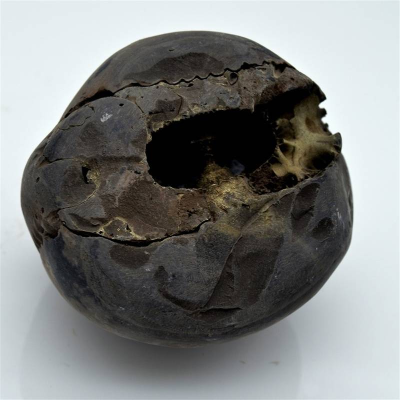 Nepal Gandaki River Original Shaligram Shila Idol Shri Vishnu For Tulsi Puja Stone Fossil In Size (Max: 7 CM) ID-233