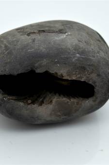 Nepal Gandaki River Original Shaligram Shila Idol Shri Vishnu For Tulsi Puja Stone Fossil In Size (Max: 7 CM) ID-234