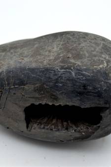 Nepal Gandaki River Original Shaligram Shila Idol Shri Vishnu For Tulsi Puja Stone Fossil In Size (Max: 7 CM) ID-235