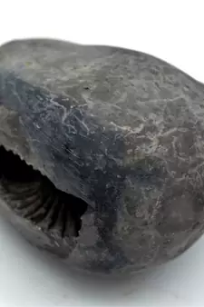Nepal Gandaki River Original Shaligram Shila Idol Shri Vishnu For Tulsi Puja Stone Fossil In Size (Max: 7 CM) ID-235