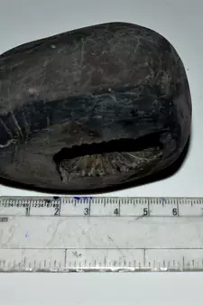 Nepal Gandaki River Original Shaligram Shila Idol Shri Vishnu For Tulsi Puja Stone Fossil In Size (Max: 7 CM) ID-235