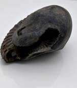 Nepal Gandaki River Original Shaligram Shila Idol Shri Vishnu For Tulsi Puja Stone Fossil In Size (Max: 7 CM) ID-236