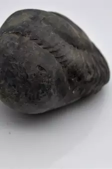 Nepal Gandaki River Original Shaligram Shila Idol Shri Vishnu For Tulsi Puja Stone Fossil In Size (Max: 7 CM) ID-236