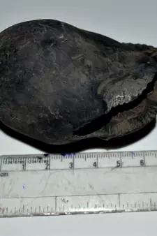 Nepal Gandaki River Original Shaligram Shila Idol Shri Vishnu For Tulsi Puja Stone Fossil In Size (Max: 7 CM) ID-236