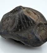 Nepal Gandaki River Original Shaligram Shila Idol Shri Vishnu For Tulsi Puja Stone Fossil In Size (Max: 7 CM) ID-237