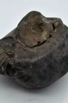 Nepal Gandaki River Original Shaligram Shila Idol Shri Vishnu For Tulsi Puja Stone Fossil In Size (Max: 7 CM) ID-237