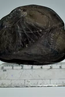 Nepal Gandaki River Original Shaligram Shila Idol Shri Vishnu For Tulsi Puja Stone Fossil In Size (Max: 7 CM) ID-237