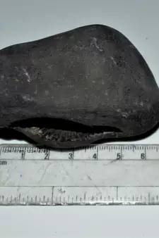 Nepal Gandaki River Original Shaligram Shila Idol Shri Vishnu For Tulsi Puja Stone Fossil In Size (Max: 7 CM) ID-238
