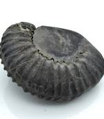 Nepal Gandaki River Original Shaligram Shila Idol Shri Vishnu For Tulsi Puja Stone Fossil In Size (Max: 7 CM) ID-239