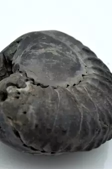 Nepal Gandaki River Original Shaligram Shila Idol Shri Vishnu For Tulsi Puja Stone Fossil In Size (Max: 7 CM) ID-239