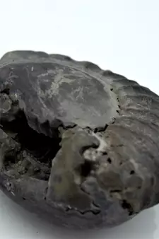 Nepal Gandaki River Original Shaligram Shila Idol Shri Vishnu For Tulsi Puja Stone Fossil In Size (Max: 7 CM) ID-239