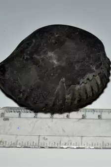 Nepal Gandaki River Original Shaligram Shila Idol Shri Vishnu For Tulsi Puja Stone Fossil In Size (Max: 7 CM) ID-239