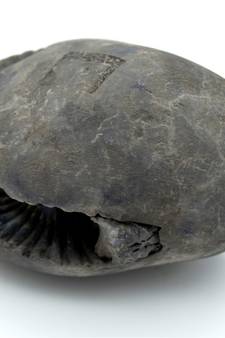 Nepal Gandaki River Original Shaligram Shila Idol Shri Vishnu For Tulsi Puja Stone Fossil In Size (Max: 7 CM) ID-240