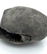 Nepal Gandaki River Original Shaligram Shila Idol Shri Vishnu For Tulsi Puja Stone Fossil In Size (Max: 7 CM) ID-240