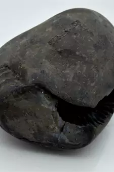 Nepal Gandaki River Original Shaligram Shila Idol Shri Vishnu For Tulsi Puja Stone Fossil In Size (Max: 7 CM) ID-240