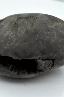 Nepal Gandaki River Original Shaligram Shila Idol Shri Vishnu For Tulsi Puja Stone Fossil In Size (Max: 7 CM) ID-240