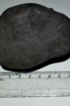 Nepal Gandaki River Original Shaligram Shila Idol Shri Vishnu For Tulsi Puja Stone Fossil In Size (Max: 7 CM) ID-240