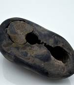 Nepal Gandaki River Original Shaligram Shila Idol Shri Vishnu For Tulsi Puja Stone Fossil In Size (Max: 7 CM) ID-241