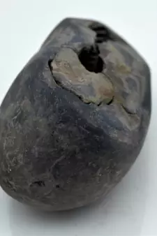 Nepal Gandaki River Original Shaligram Shila Idol Shri Vishnu For Tulsi Puja Stone Fossil In Size (Max: 7 CM) ID-241