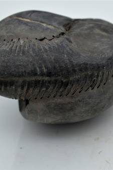Nepal Gandaki River Original Shaligram Shila Idol Shri Vishnu For Tulsi Puja Stone Fossil In Size (Max: 7 CM) ID-243