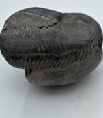 Nepal Gandaki River Original Shaligram Shila Idol Shri Vishnu For Tulsi Puja Stone Fossil In Size (Max: 7 CM) ID-243