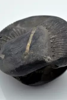 Nepal Gandaki River Original Shaligram Shila Idol Shri Vishnu For Tulsi Puja Stone Fossil In Size (Max: 7 CM) ID-243