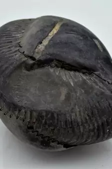 Nepal Gandaki River Original Shaligram Shila Idol Shri Vishnu For Tulsi Puja Stone Fossil In Size (Max: 7 CM) ID-243