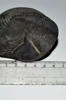 Nepal Gandaki River Original Shaligram Shila Idol Shri Vishnu For Tulsi Puja Stone Fossil In Size (Max: 7 CM) ID-243