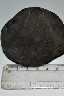 Nepal Gandaki River Original Shaligram Shila Idol Shri Vishnu For Tulsi Puja Stone Fossil In Size (Max: 7 CM) ID-244