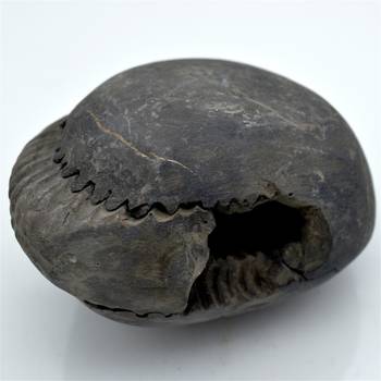 Nepal Gandaki River Original Shaligram Shila Idol Shri Vishnu For Tulsi Puja Stone Fossil In Size (Max: 7 CM) ID-245 1