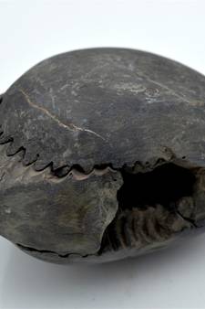 Nepal Gandaki River Original Shaligram Shila Idol Shri Vishnu For Tulsi Puja Stone Fossil In Size (Max: 7 CM) ID-245