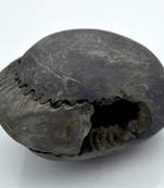 Nepal Gandaki River Original Shaligram Shila Idol Shri Vishnu For Tulsi Puja Stone Fossil In Size (Max: 7 CM) ID-245