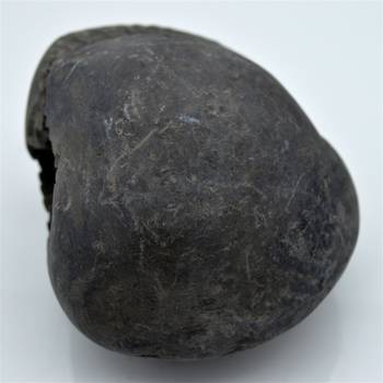 Nepal Gandaki River Original Shaligram Shila Idol Shri Vishnu For Tulsi Puja Stone Fossil In Size (Max: 7 CM) ID-245 2