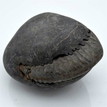 Nepal Gandaki River Original Shaligram Shila Idol Shri Vishnu For Tulsi Puja Stone Fossil In Size (Max: 7 CM) ID-245 3