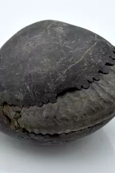 Nepal Gandaki River Original Shaligram Shila Idol Shri Vishnu For Tulsi Puja Stone Fossil In Size (Max: 7 CM) ID-245