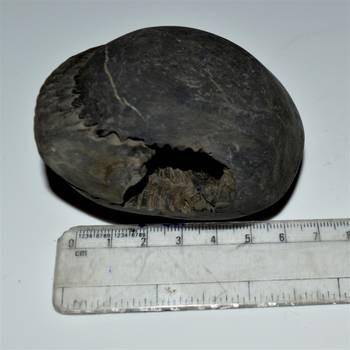 Nepal Gandaki River Original Shaligram Shila Idol Shri Vishnu For Tulsi Puja Stone Fossil In Size (Max: 7 CM) ID-245 4