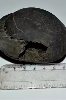 Nepal Gandaki River Original Shaligram Shila Idol Shri Vishnu For Tulsi Puja Stone Fossil In Size (Max: 7 CM) ID-245