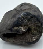 Nepal Gandaki River Original Shaligram Shila Idol Shri Vishnu For Tulsi Puja Stone Fossil In Size (Max: 7 CM) ID-246