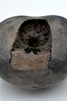 Nepal Gandaki River Original Shaligram Shila Idol Shri Vishnu For Tulsi Puja Stone Fossil In Size (Max: 7 CM) ID-247