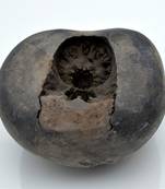 Nepal Gandaki River Original Shaligram Shila Idol Shri Vishnu For Tulsi Puja Stone Fossil In Size (Max: 7 CM) ID-247