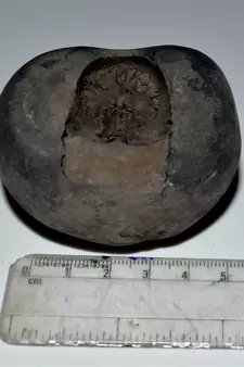 Nepal Gandaki River Original Shaligram Shila Idol Shri Vishnu For Tulsi Puja Stone Fossil In Size (Max: 7 CM) ID-247