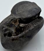 Nepal Gandaki River Original Shaligram Shila Idol Shri Vishnu For Tulsi Puja Stone Fossil In Size (Max: 7 CM) ID-248