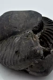 Nepal Gandaki River Original Shaligram Shila Idol Shri Vishnu For Tulsi Puja Stone Fossil In Size (Max: 7 CM) ID-248