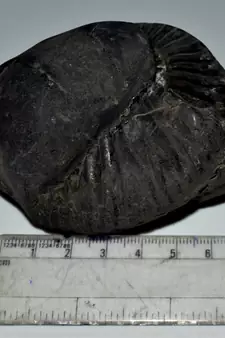 Nepal Gandaki River Original Shaligram Shila Idol Shri Vishnu For Tulsi Puja Stone Fossil In Size (Max: 7 CM) ID-248