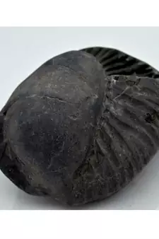 Nepal Gandaki River Original Shaligram Shila Idol Shri Vishnu For Tulsi Puja Stone Fossil In Size (Max: 7 CM) ID-248