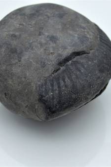 Nepal Gandaki River Original Shaligram Shila Idol Shri Vishnu For Tulsi Puja Stone Fossil In Size (Max: 7 CM) ID-249