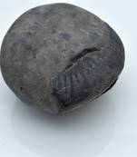 Nepal Gandaki River Original Shaligram Shila Idol Shri Vishnu For Tulsi Puja Stone Fossil In Size (Max: 7 CM) ID-249